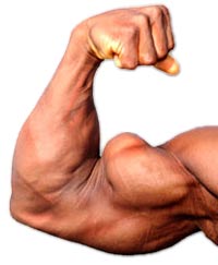 best way to tone biceps