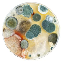 what is mold?